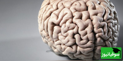 تصویر بزرگترین مغز جهان