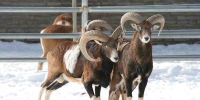(ویدیو) مستند حیات وحش/ قوچ اوریال پارک ملی گلستان؛ جلوه‌ای از قدرت و اصالت طبیعت ایران