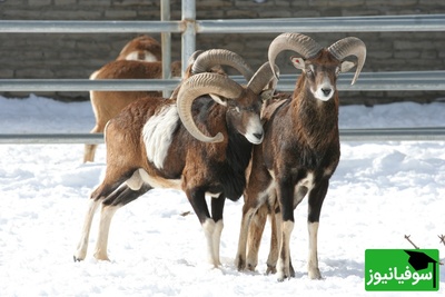 (ویدیو) مستند حیات وحش/ قوچ اوریال پارک ملی گلستان؛ جلوه‌ای از قدرت و اصالت طبیعت ایران