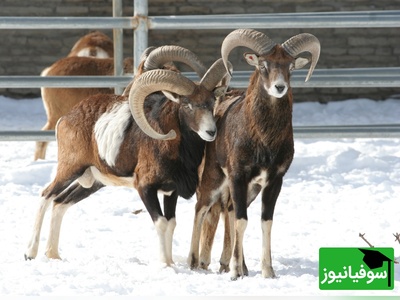(ویدیو) مستند حیات وحش/ قوچ اوریال پارک ملی گلستان؛ جلوه‌ای از قدرت و اصالت طبیعت ایران