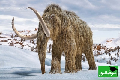 (عکس) کشف جسد ماموت؛ گواهی تازه بر حضور انسان‌ها در شمال سیبری 39 هزار سال پیش