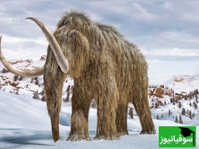 (عکس) کشف جسد ماموت؛ گواهی تازه بر حضور انسان‌ها در شمال سیبری 39 هزار سال پیش