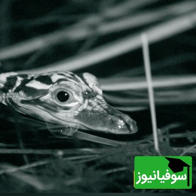 (ویدئو) مستند حیات وحش؛ داستان امروز: سفر به قلمرو تمساح‌ها؛ نوزادانی که از بدو تولد شکارچی‌اند!