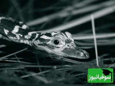 (ویدئو) مستند حیات وحش؛ داستان امروز: سفر به قلمرو تمساح‌ها؛ نوزادانی که از بدو تولد شکارچی‌اند!