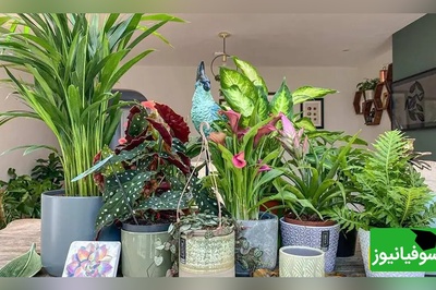 5 اصل اساسی نگهداری از گیاهان آپارتمانی که رشد خوبی داشته باشن+ ویدئو