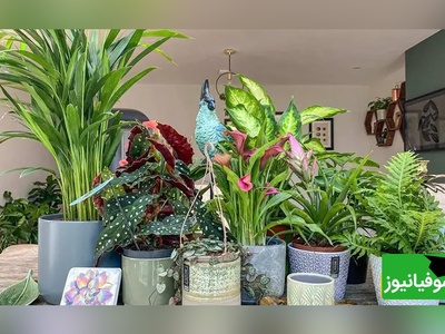 5 اصل اساسی نگهداری از گیاهان آپارتمانی که رشد خوبی داشته باشن+ ویدئو