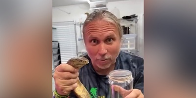 فیلم/ نگاهی نزدیک به یکی از حیاتی‌ترین فرایندهای پزشکی جهان/ اگه نمیدونی زهر مار رو چطوری می‌گیرند این ویدئو رو حتما ببین