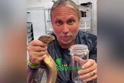 فیلم/ نگاهی نزدیک به یکی از حیاتی‌ترین فرایندهای پزشکی جهان/ اگه نمیدونی زهر مار رو چطوری می‌گیرند این ویدئو رو حتما ببین