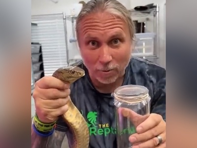 فیلم/ نگاهی نزدیک به یکی از حیاتی‌ترین فرایندهای پزشکی جهان/ اگه نمیدونی زهر مار رو چطوری می‌گیرند این ویدئو رو حتما ببین