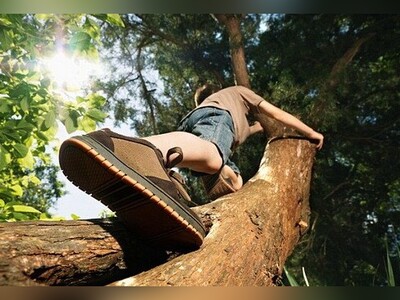 ویدیو/ خلاقیت جالب توجه یک کشاورز برای بالارفتن از درخت با ابزاری کاربردی/ این الان آسانسور درختی محسوب میشه یا راه‌پلۀ اضطراری؟