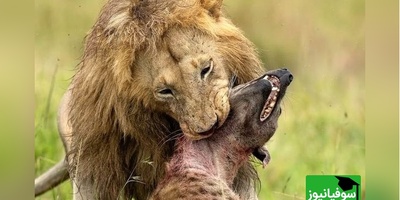 (ویدئو) مستند حیات وحش حیوانات/ راز بقا، این داستان: تقابل مرگبار در حیات‌وحش؛ شیر نر کفتار را خفه کرد+ ویدئو