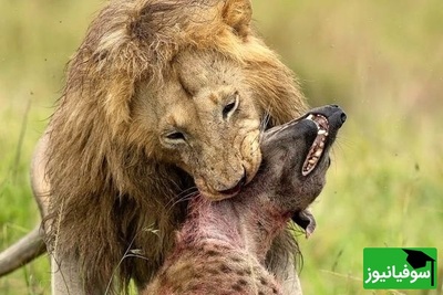 (ویدئو) مستند حیات وحش حیوانات/ راز بقا، این داستان: تقابل مرگبار در حیات‌وحش؛ شیر نر کفتار را خفه کرد+ ویدئو
