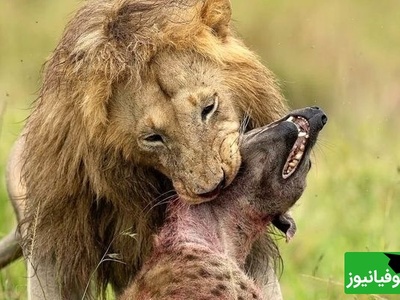 (ویدئو) مستند حیات وحش حیوانات/ راز بقا، این داستان: تقابل مرگبار در حیات‌وحش؛ شیر نر کفتار را خفه کرد+ ویدئو