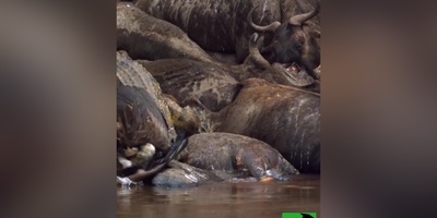 ویژه علاقه مندان به مستند حیات وحش حیوانات/ راز بقا، لحظه شوک‌آور؛ داستان باورنکردنی بلعیده شدن کرکس توسط تمساح+ ویدئو