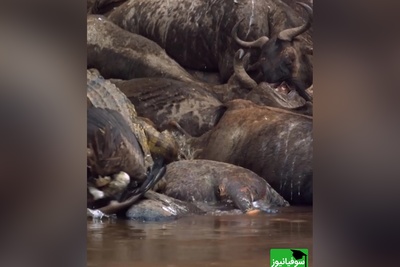 ویژه علاقه مندان به مستند حیات وحش حیوانات/ راز بقا، لحظه شوک‌آور؛ داستان باورنکردنی بلعیده شدن کرکس توسط تمساح+ ویدئو