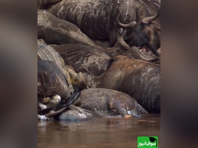 ویژه علاقه مندان به مستند حیات وحش حیوانات/ راز بقا، لحظه شوک‌آور؛ داستان باورنکردنی بلعیده شدن کرکس توسط تمساح+ ویدئو