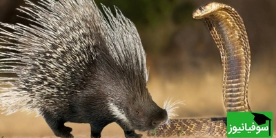 ویدئوی حیات وحش روز | کبری در برابر جوجه‌تیغی/ قدرت واقعی کدام‌است؟ نتیجه حیرت‌انگیز را ببینید!