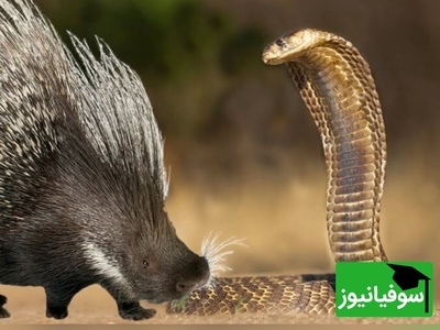 ویدئوی حیات وحش روز | کبری در برابر جوجه‌تیغی/ قدرت واقعی کدام‌است؟ نتیجه حیرت‌انگیز را ببینید!