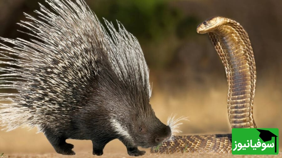 ویدئوی حیات وحش روز | کبری در برابر جوجه‌تیغی/ قدرت واقعی کدام‌است؟ نتیجه حیرت‌انگیز را ببینید!