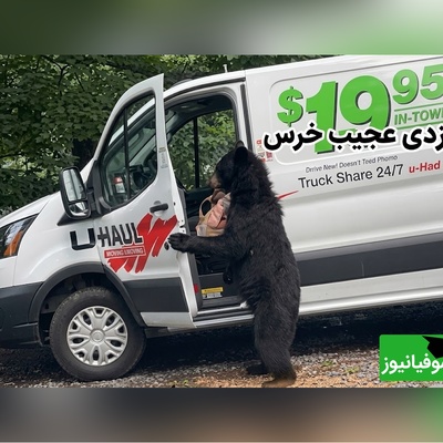 ببینید| این خرس از خیلی از سارقان حرفه‌ای زرنگ‌تر است؛ باز کردن درِ خودرو در روز روشن 😂