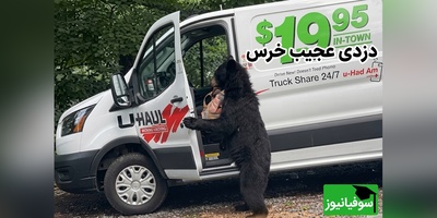 ببینید| این خرس از خیلی از سارقان حرفه‌ای زرنگ‌تر است؛ باز کردن درِ خودرو در روز روشن 😂