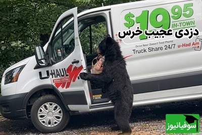 ببینید| این خرس از خیلی از سارقان حرفه‌ای زرنگ‌تر است؛ باز کردن درِ خودرو در روز روشن 😂