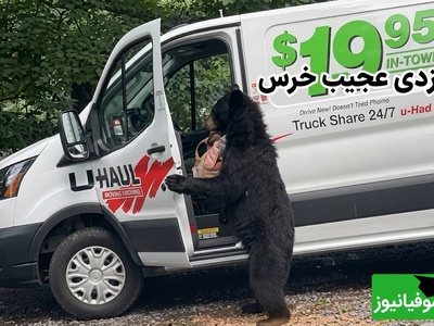 ببینید| این خرس از خیلی از سارقان حرفه‌ای زرنگ‌تر است؛ باز کردن درِ خودرو در روز روشن 😂