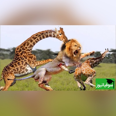 (ویدئو) مستند حیات وحش حیوانات/ راز بقا، این داستان: نبرد نفس گیر  زرافه برای حفاظت توله اش در مقابل شیر/ مادر همه جا مادره
