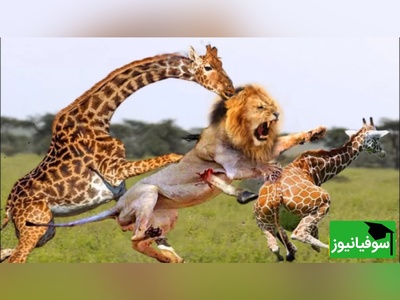 (ویدئو) مستند حیات وحش حیوانات/ راز بقا، این داستان: نبرد نفس گیر  زرافه برای حفاظت توله اش در مقابل شیر/ مادر همه جا مادره