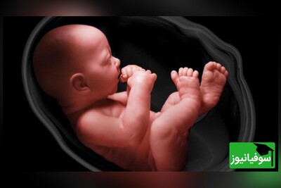 (ویدئو) مراحل جالب شکل‌گیری چهرۀ جنین انسان/ همه یه روزی این شکلی بودن