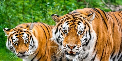 (ویدیو) مستند حیوانات/ غافلگیری در دل حیات‌وحش، حضور ناگهانی یک ببر جاده را به‌طور کامل متوقف کرد