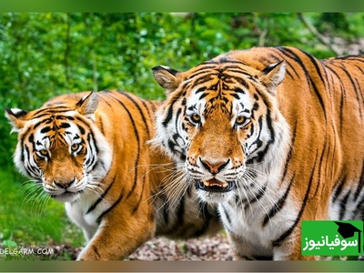 (ویدیو) مستند حیوانات/ غافلگیری در دل حیات‌وحش، حضور ناگهانی یک ببر جاده را به‌طور کامل متوقف کرد