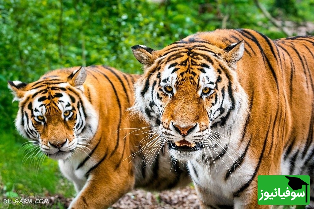 (ویدیو) مستند حیوانات/ غافلگیری در دل حیات‌وحش، حضور ناگهانی یک ببر جاده را به‌طور کامل متوقف کرد