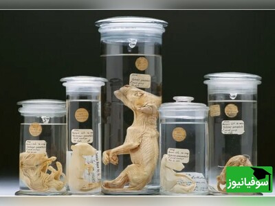 پس از 90 سال اتفاق افتاد.../ فیلم سیاه و سفید  آخرین "گرگ تاسمانی" رنگ گرفت