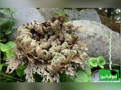(ویدئو) "رز جریکو" یا گیاه رستاخیز، ققنوسی که به جای آتش از آب برمی‌خیزد!