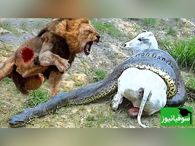 (ویدئو) مستند حیات وحش حیوانات/ راز بقا، این داستان: نبرد نفس‌گیر شیر و مار  آناکوندا