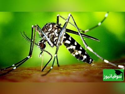 ویدیو/ "تب دنگی و کرونا"، یک ویروس در دو قالب متفاوت!/ شباهت و تفاوت ویروس‌ها کشنده را بدانیم