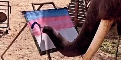 (ویدئو) نقاشی چند هزار دلاری یک فیل نابغه!/ جدی می‌فرمایید؟