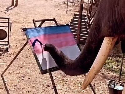 (ویدئو) نقاشی چند هزار دلاری یک فیل نابغه!/ جدی می‌فرمایید؟