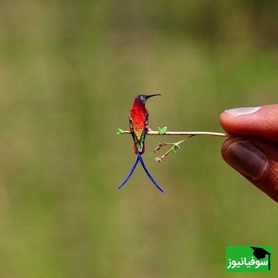 (ویدئو) کوچک‌ترین پرنده جهان اندازه دو بند انگشت! 😍 پرنده‌های رنگارنگ مینیاتوری که باور نمی‌کنی واقعی‌اند