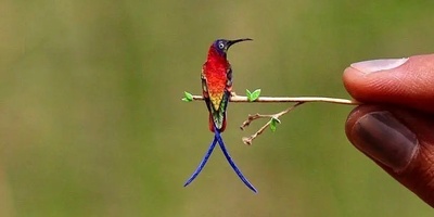 (ویدئو) کوچک‌ترین پرنده جهان اندازه دو بند انگشت! 😍 پرنده‌های رنگارنگ مینیاتوری که باور نمی‌کنی واقعی‌اند