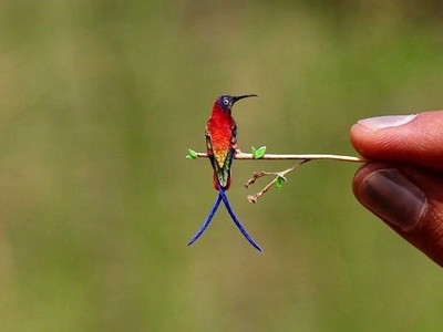 (ویدئو) کوچک‌ترین پرنده جهان اندازه دو بند انگشت! 😍 پرنده‌های رنگارنگ مینیاتوری که باور نمی‌کنی واقعی‌اند