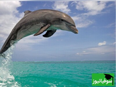 (ویدئو) دلفین‌های نابغه/ تاکتیک عجیب و ناباورانه‌شان برای شکار دسته‌جمعی!