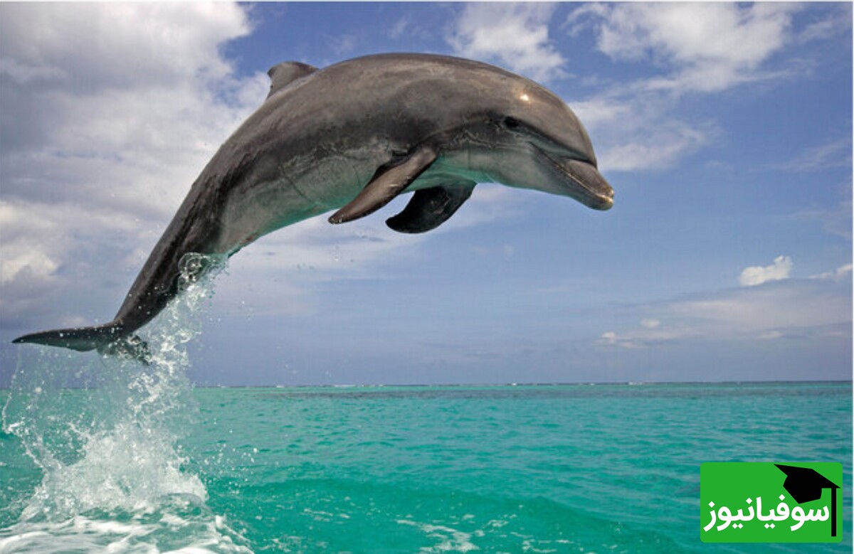 (ویدئو) دلفین‌های نابغه/ تاکتیک عجیب و ناباورانه‌شان برای شکار دسته‌جمعی!