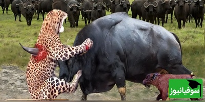 (ویدیو) مادری در برابر قانون طبیعت/ ثانیه‌هایی که از یاد نمی‌روند!