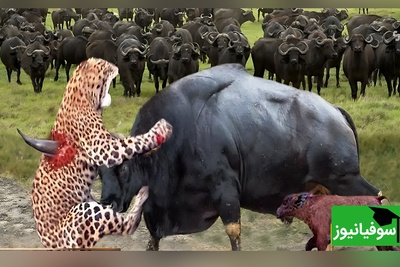 (ویدیو) مادری در برابر قانون طبیعت/ ثانیه‌هایی که از یاد نمی‌روند!