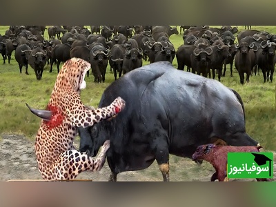 (ویدیو) مادری در برابر قانون طبیعت/ ثانیه‌هایی که از یاد نمی‌روند!