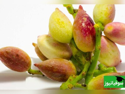 ویدیو/ معجون ترکیبی «پوست پسته» و «عسل»، "واکسن" خوراکی طب‌سنتی برای مقابله با فصل سرما