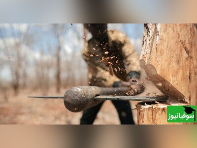 ویدیو/ تبدیل تنۀ درخت به راه‌پله فقط میتونه کار یه مهندس خلاق باشه/ یا راهی خواهم یافت، یا راهی خواهم ساخت...