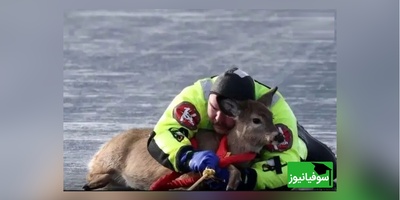 نجات هیجان انگیز و پر از دلهره آور یک گوزن از سطح یخ‌زده دریاچه‌ای در واشنگتن+ ویدئو